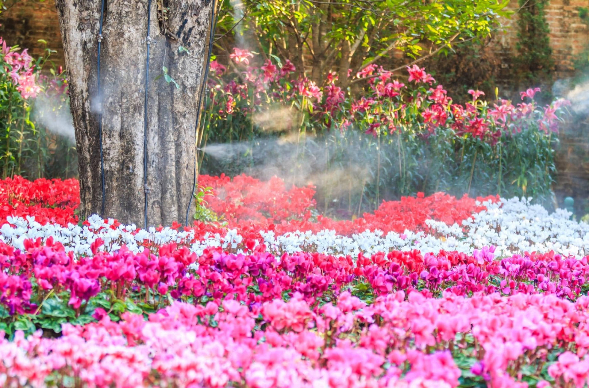 Blooming Cyclamen Garden Background