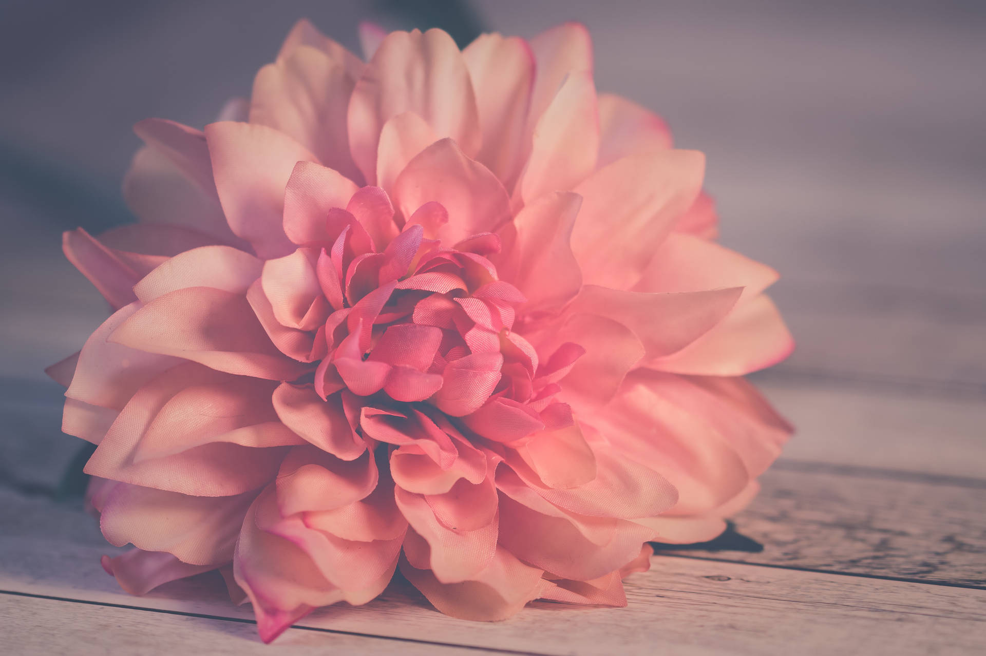 Blooming Dahlia Flowers Background Background