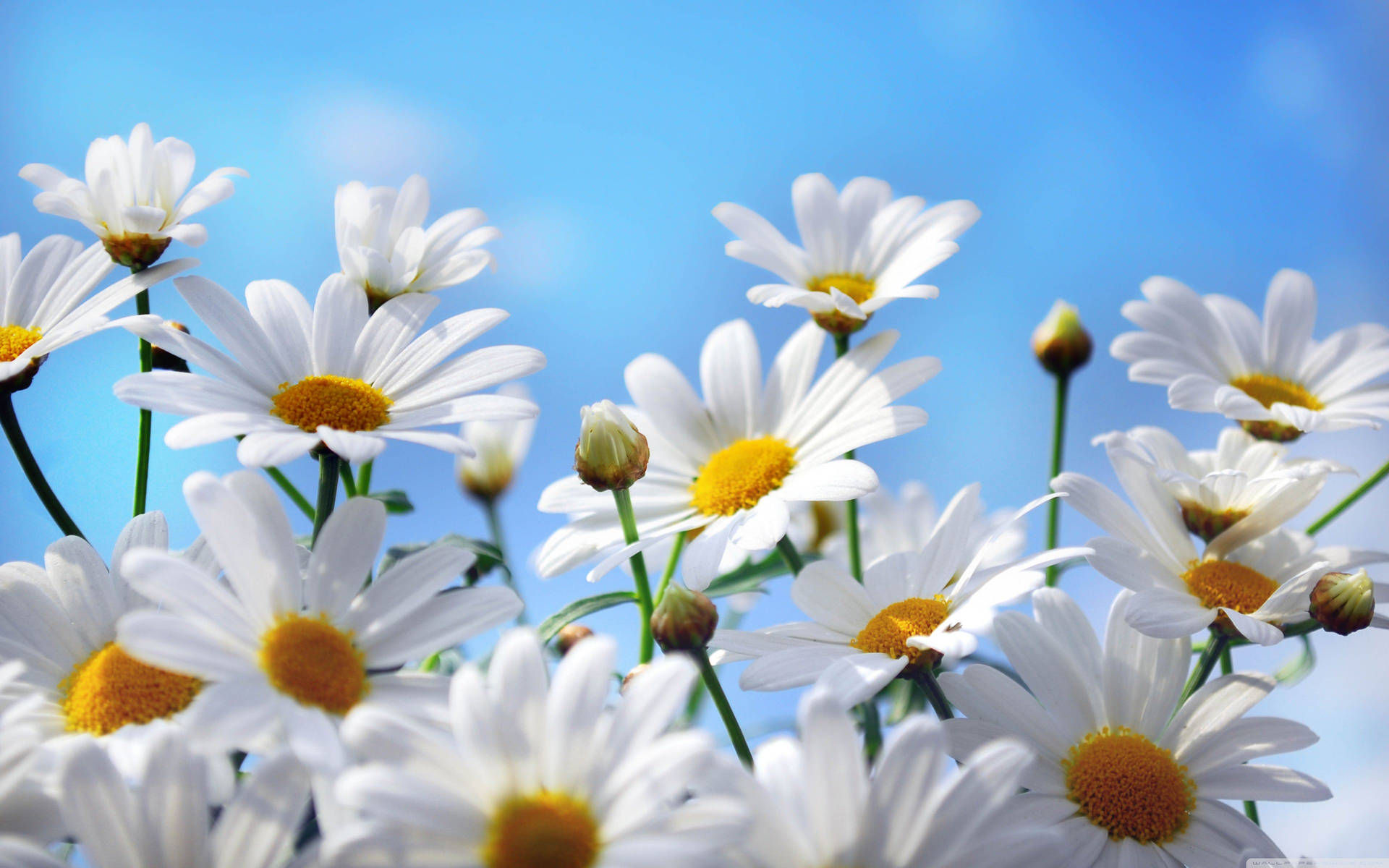 Blooming Daisies 4k Background