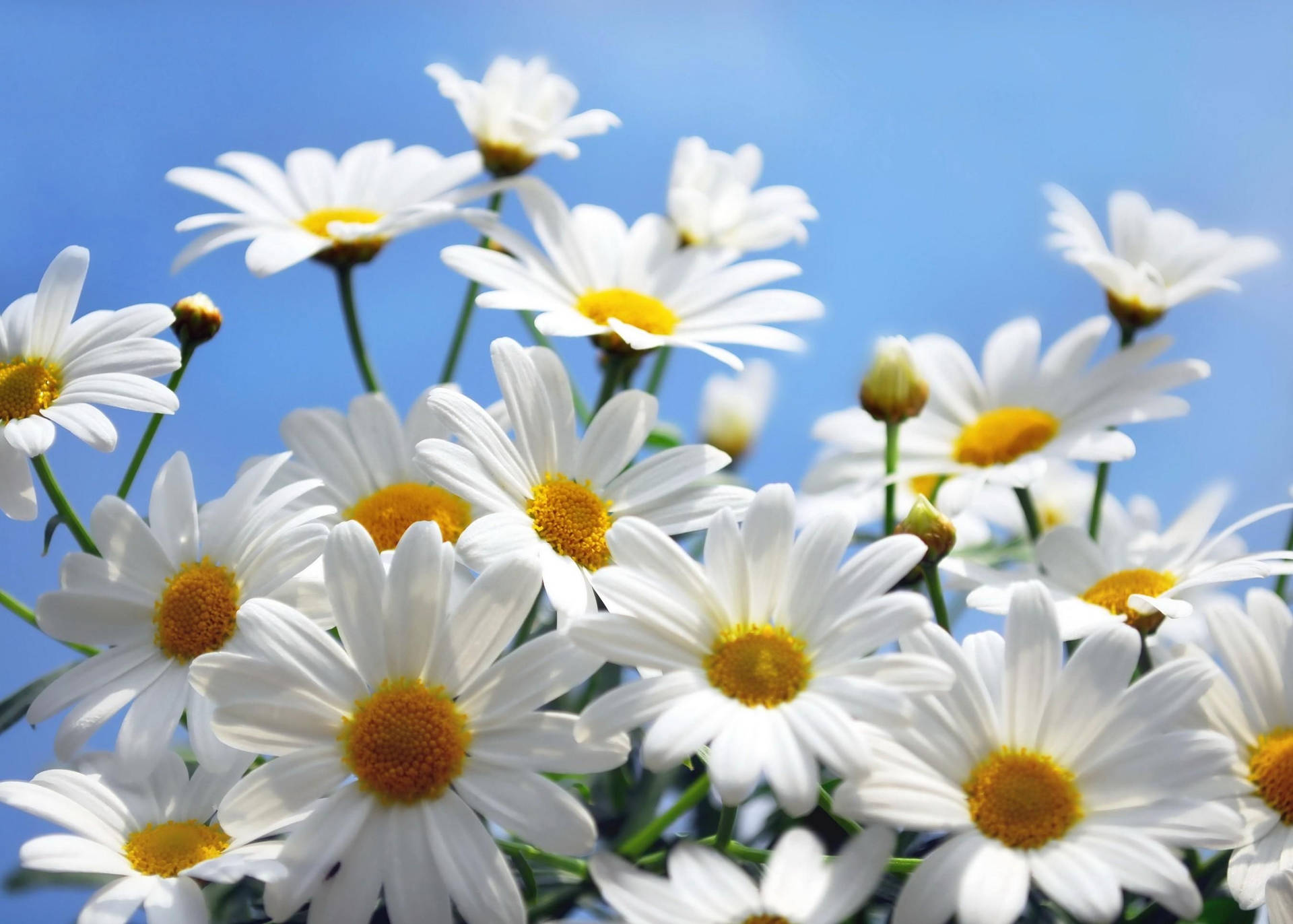 Blooming Daisies 4k Background