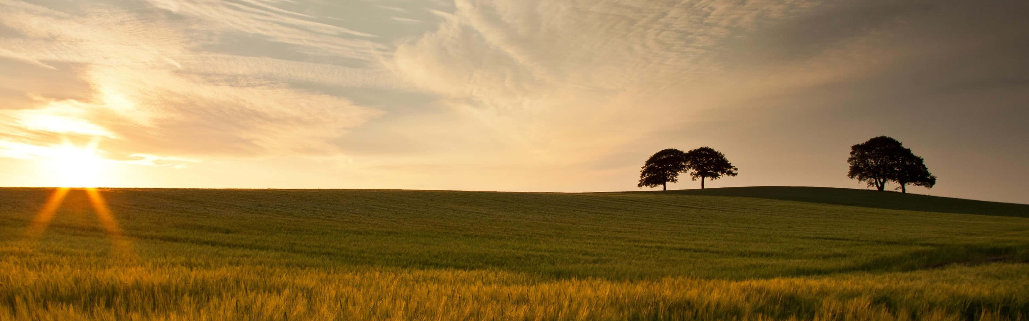 Blooming Flower Garden Background