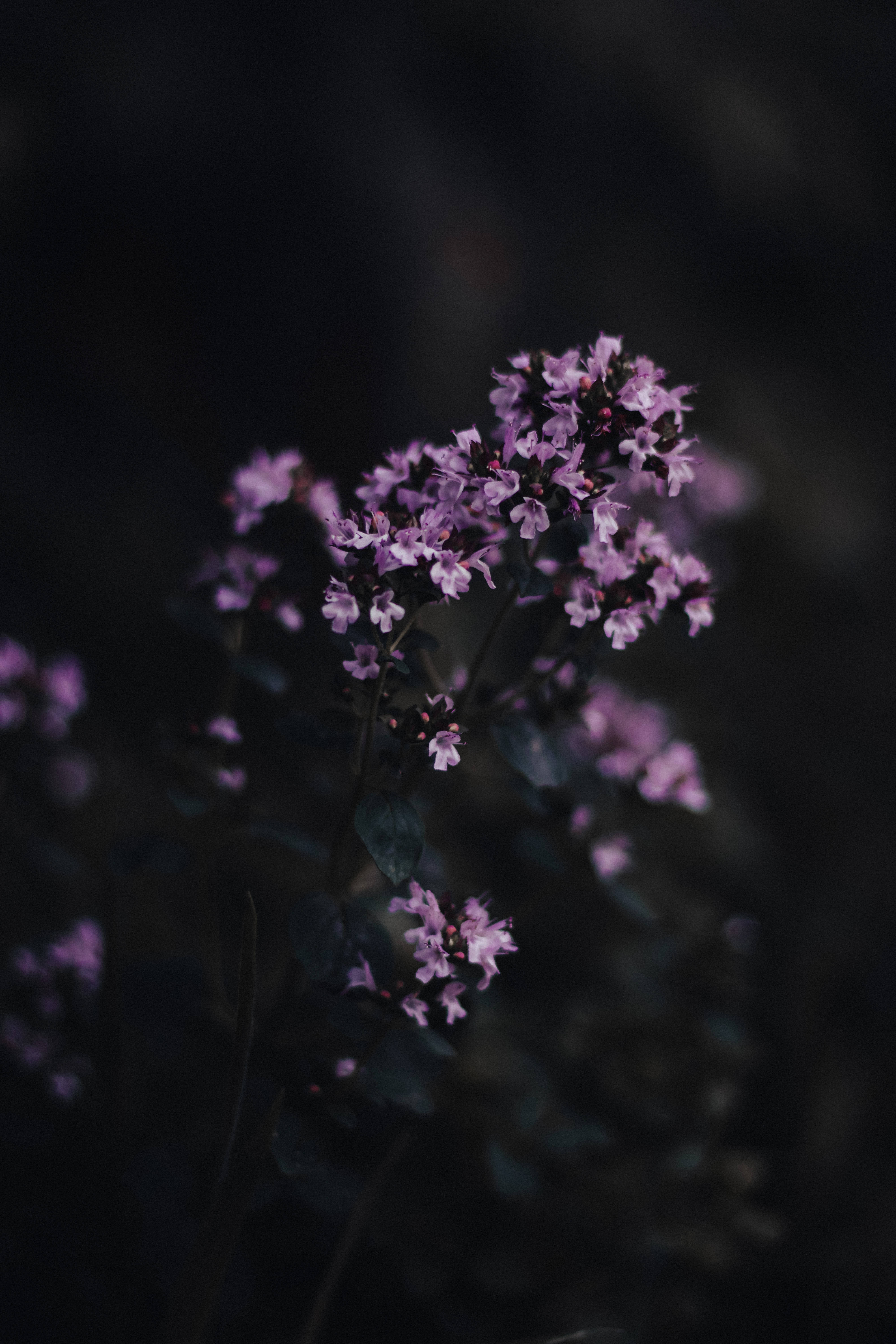 Blooming Flowers Black And Purple Phone Background