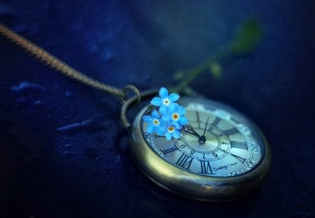 Blooming Forget Me Not Flowers Background