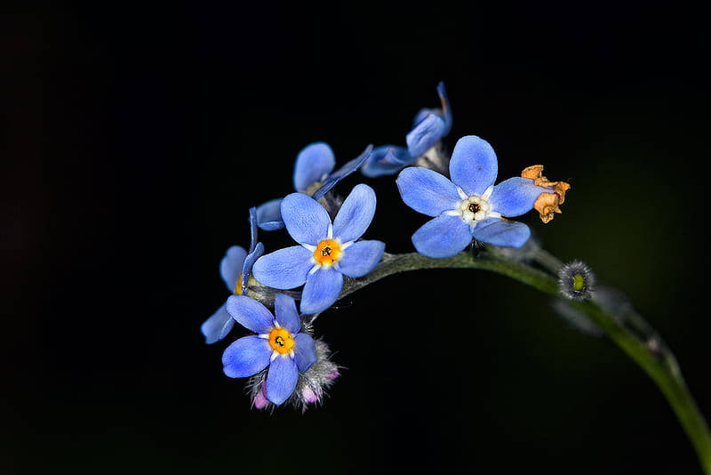 Blooming Forget Me Not Flowers In A Verdant Meadow Background