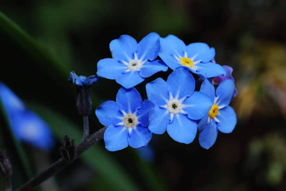 Blooming Forget-me-nots - A Majestic Blend Of Blue And Yellow Background