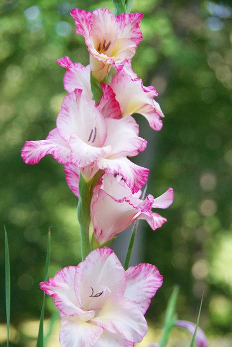 Blooming Gladiolus In Full Glory Background
