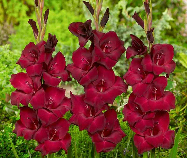 Blooming Gladiolus In Vibrant Colors Background