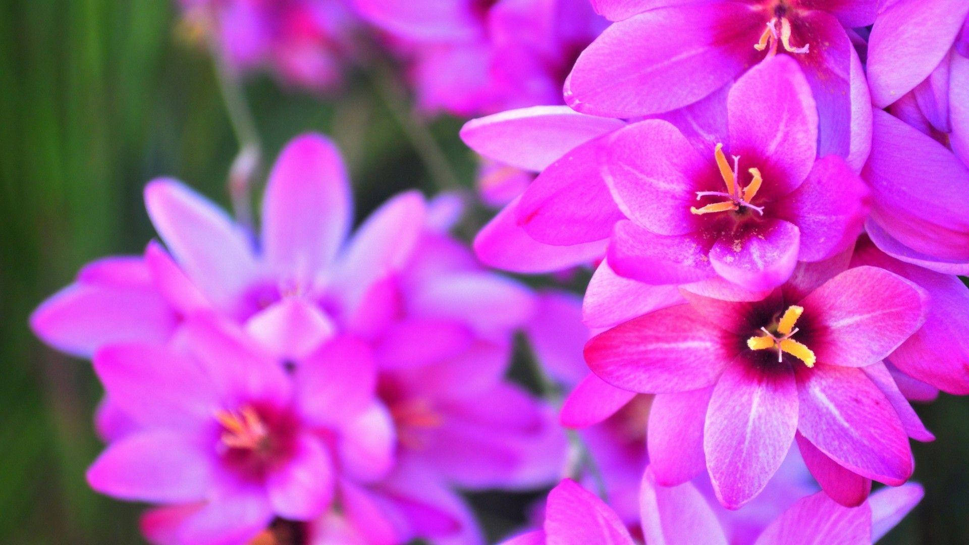 Blooming Hot Pink Flower Background