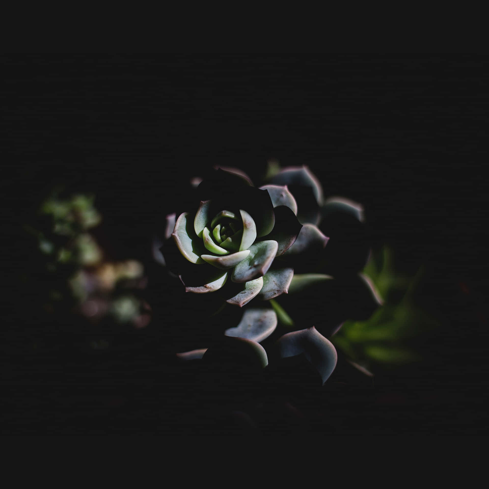 Blooming Into The Darkness Background