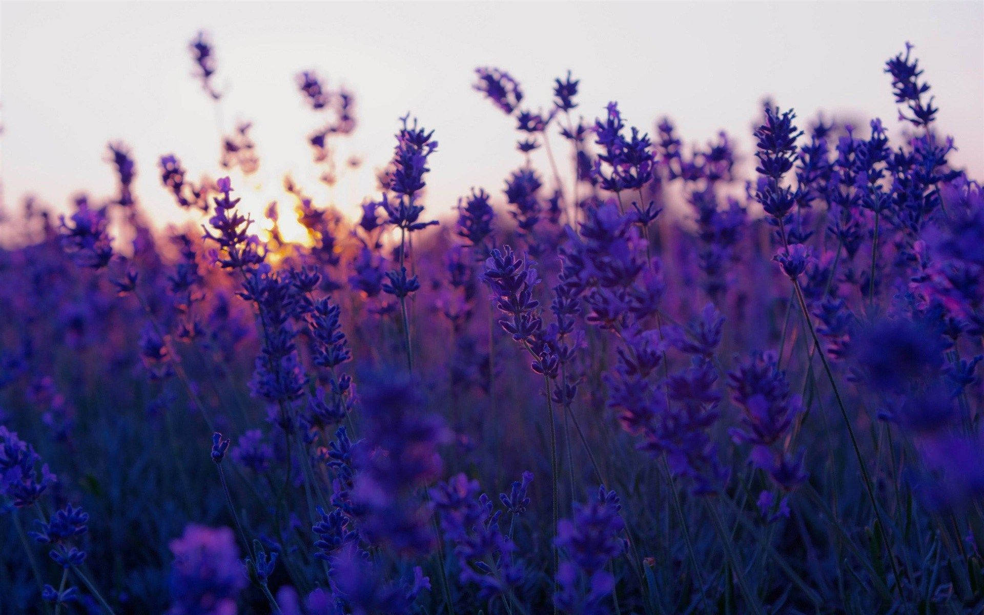 Blooming Lavender Purple Flowers Sunset Background