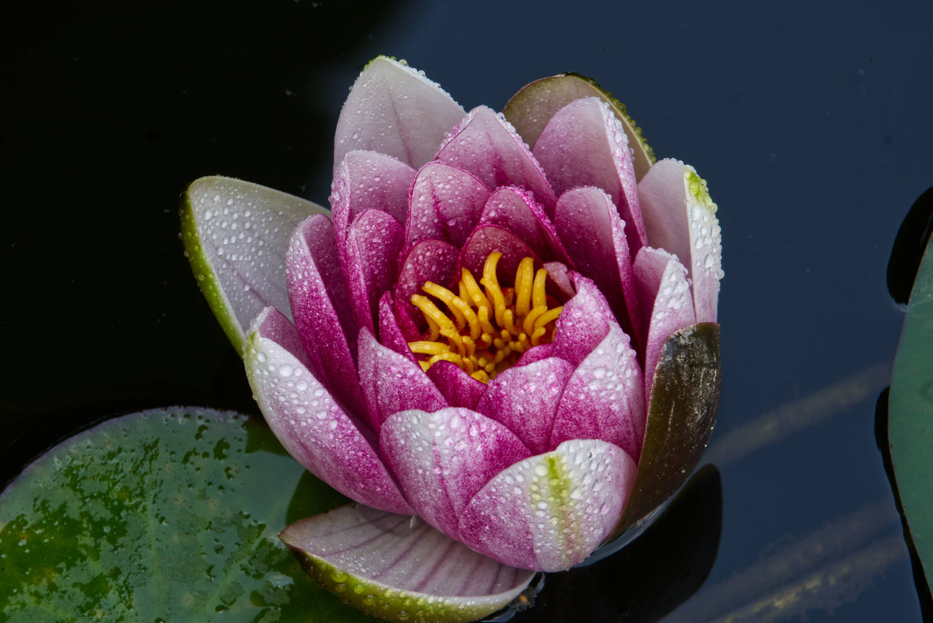 Blooming Lotus Flower Background