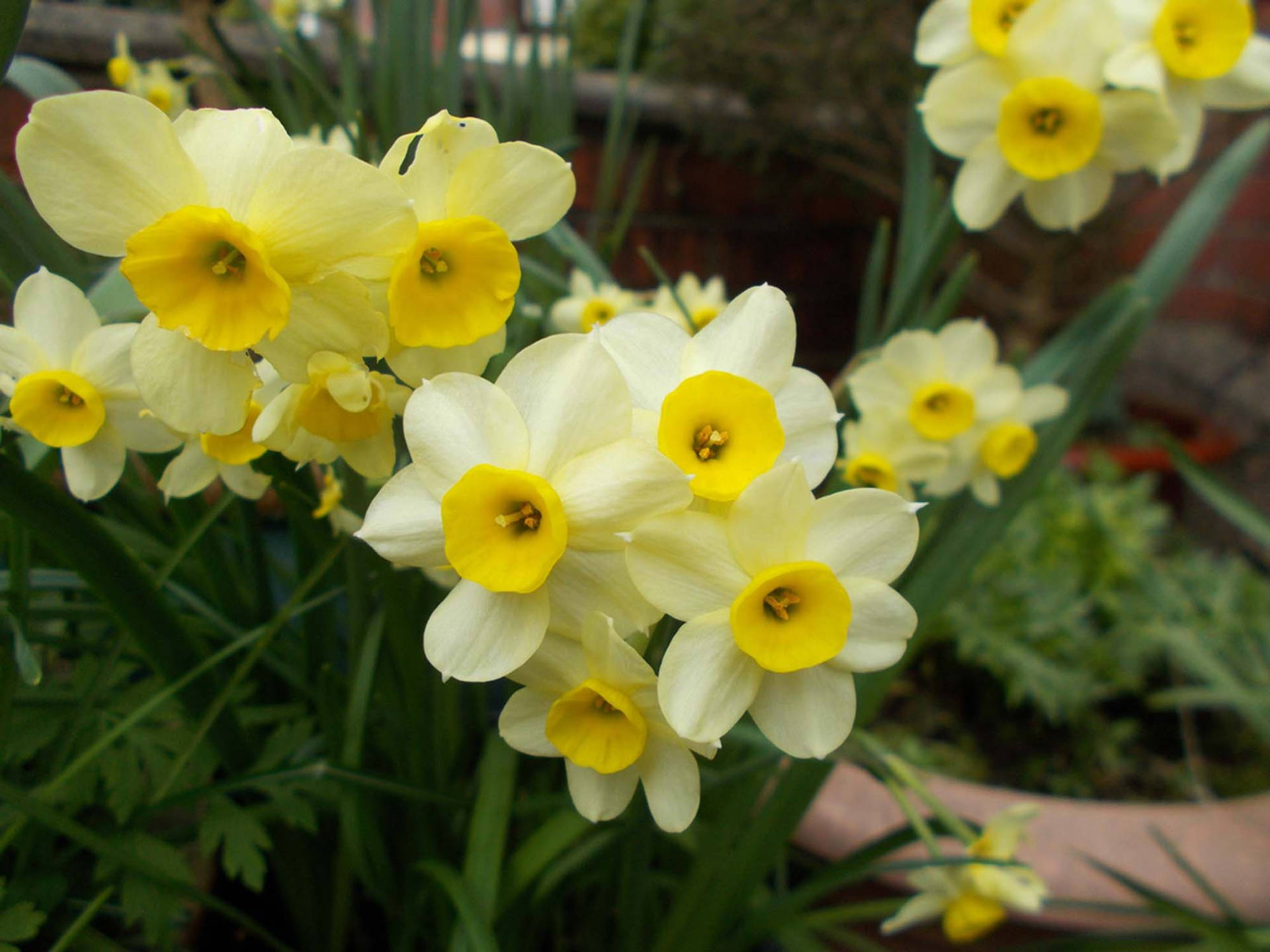 Blooming Minnow Narcissus Flowers Background