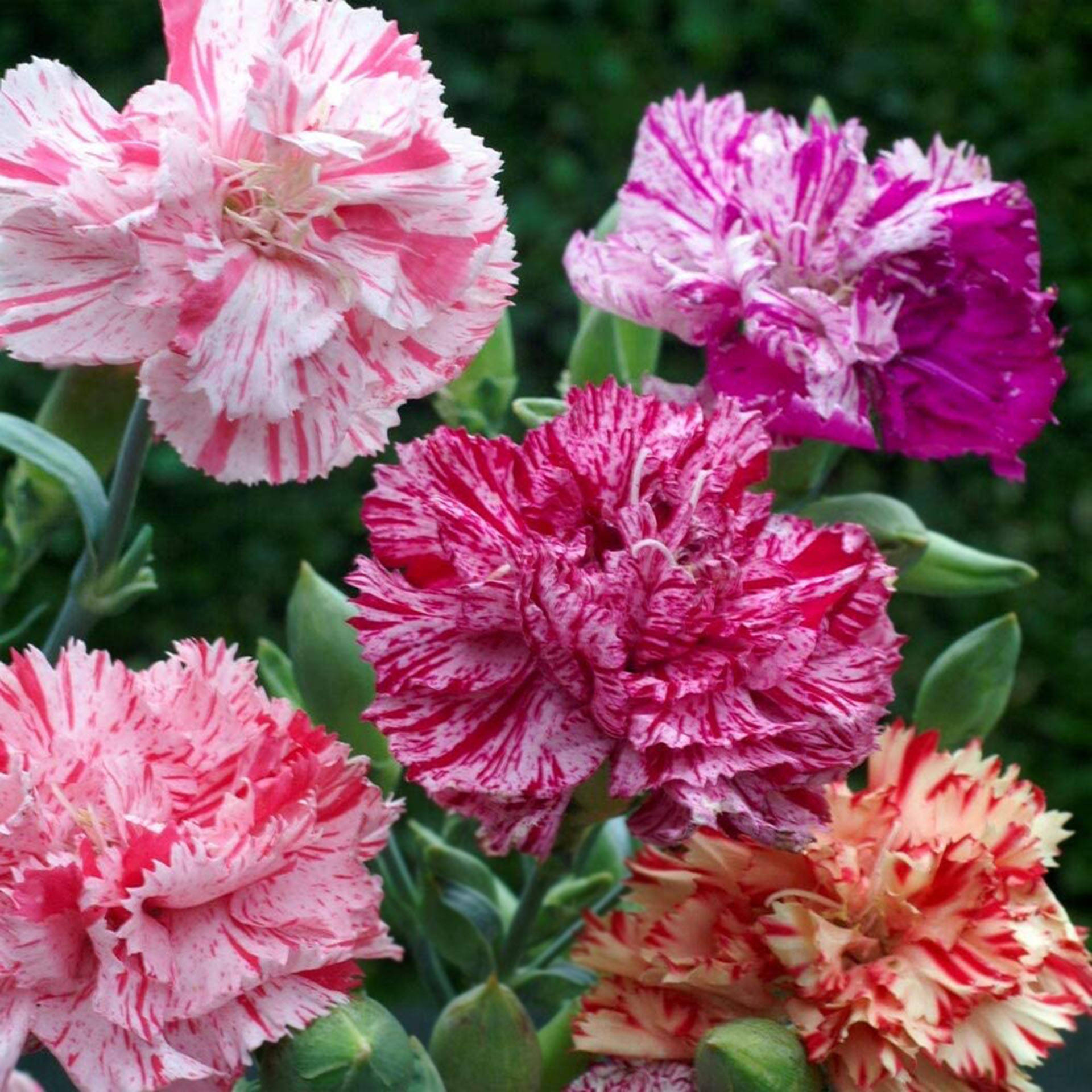 Blooming Multicolored Carnations Background