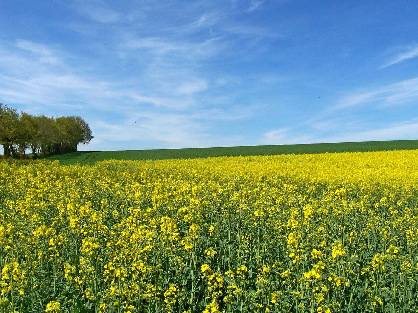 Blooming_ Mustard_ Field_ Landscape