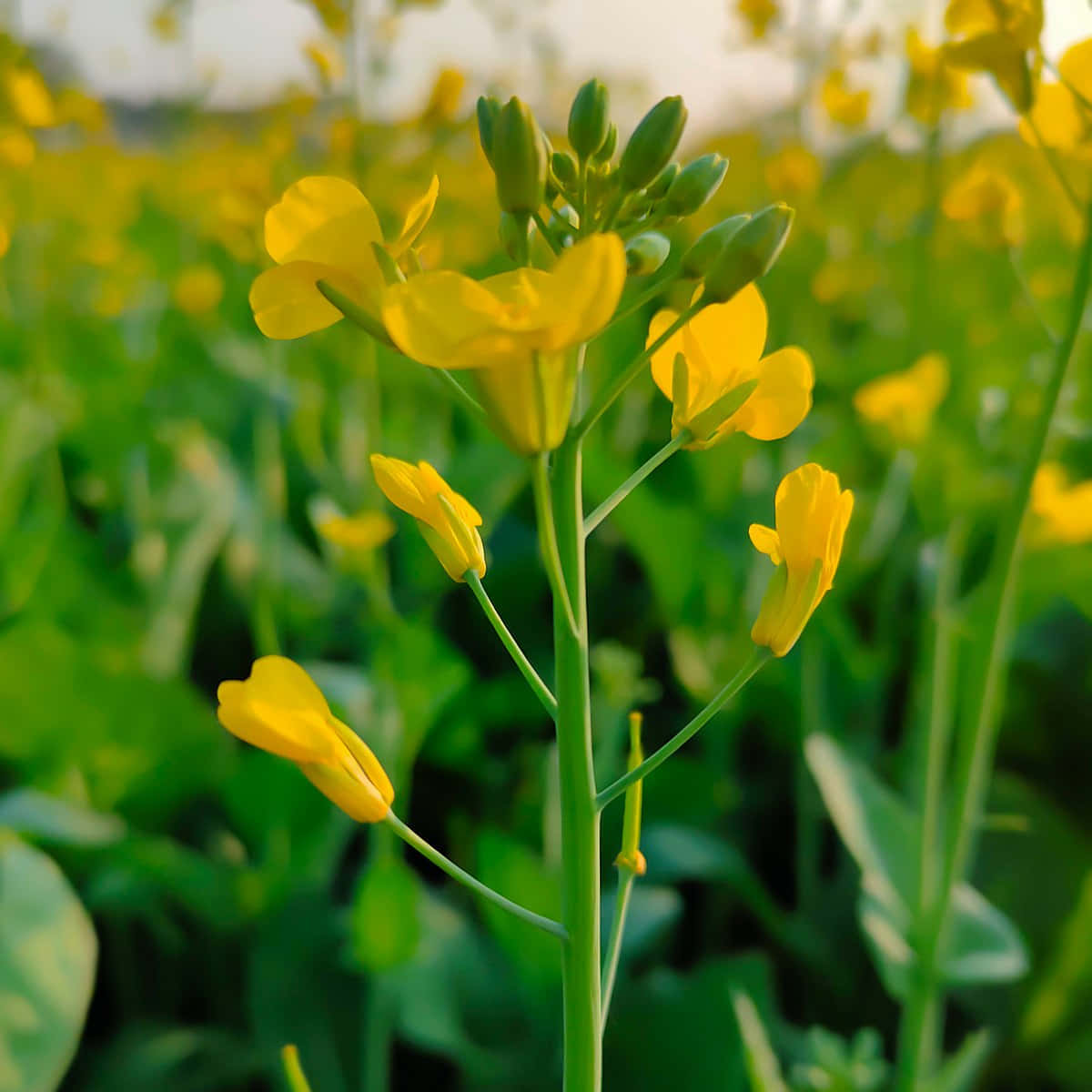 Blooming Mustard Field Sunset