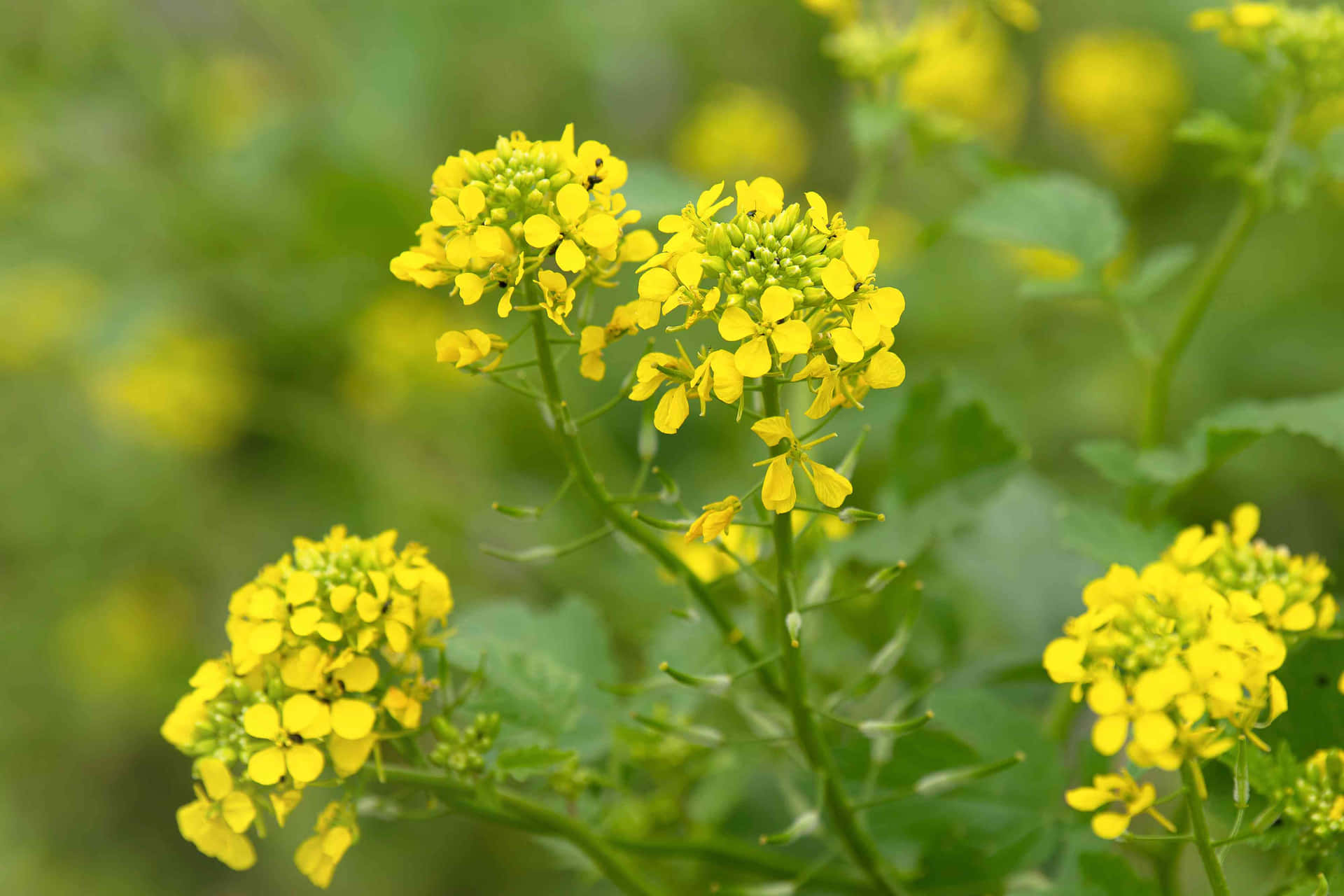 Blooming Mustard Flowers.jpg Background