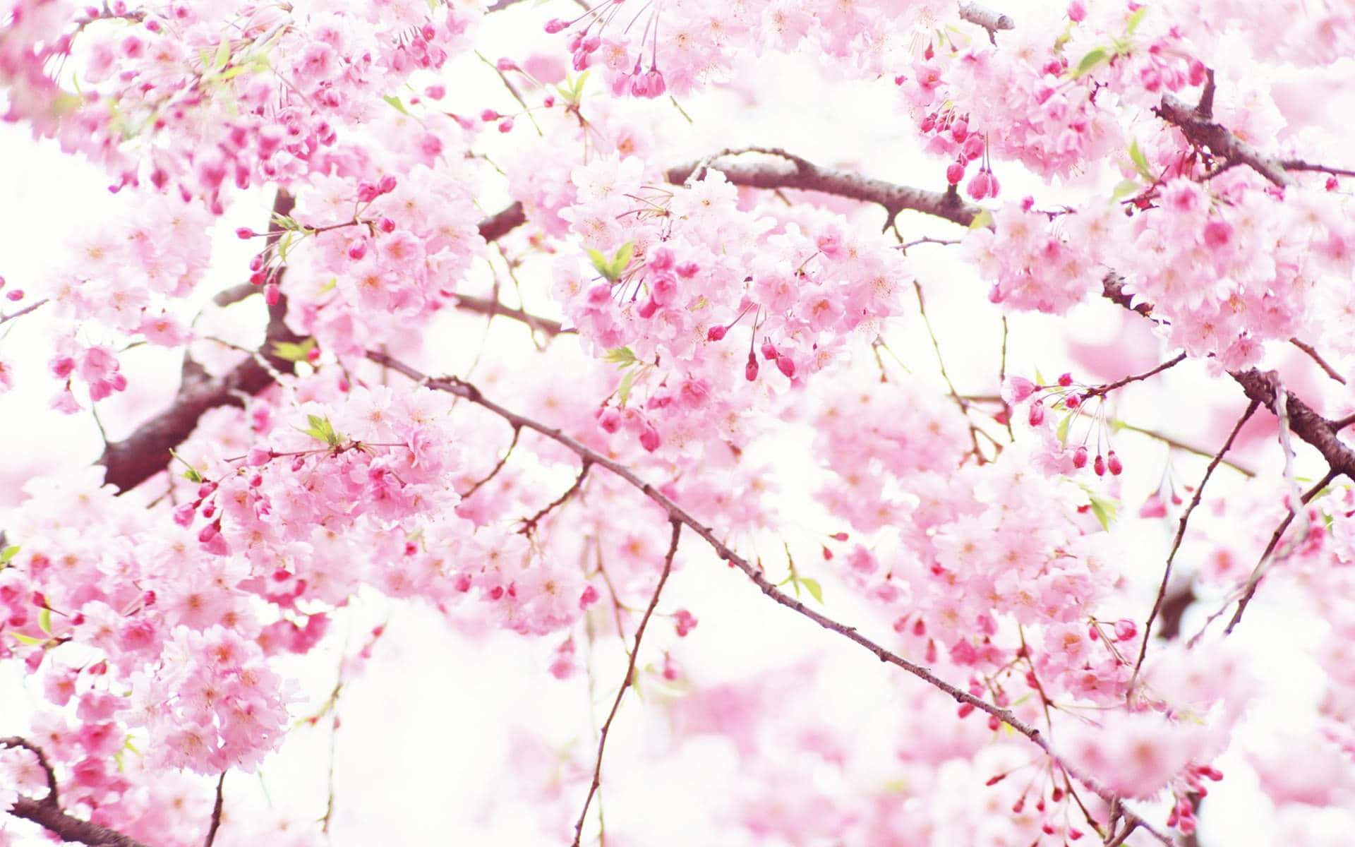 Blooming Of Pink And White For A Beautiful Aesthetic Background