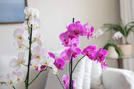 Blooming Orchid Flower In Indoor Setting Background