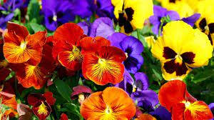 Blooming Pansy Flowers In A Lush Garden Background