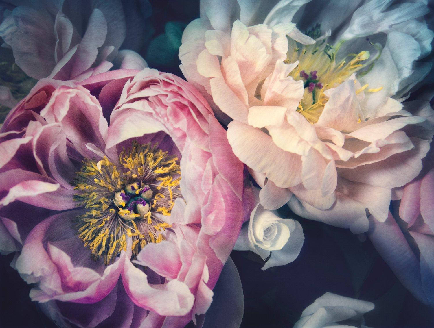 Blooming Peony Flowers Against A Dark Backdrop