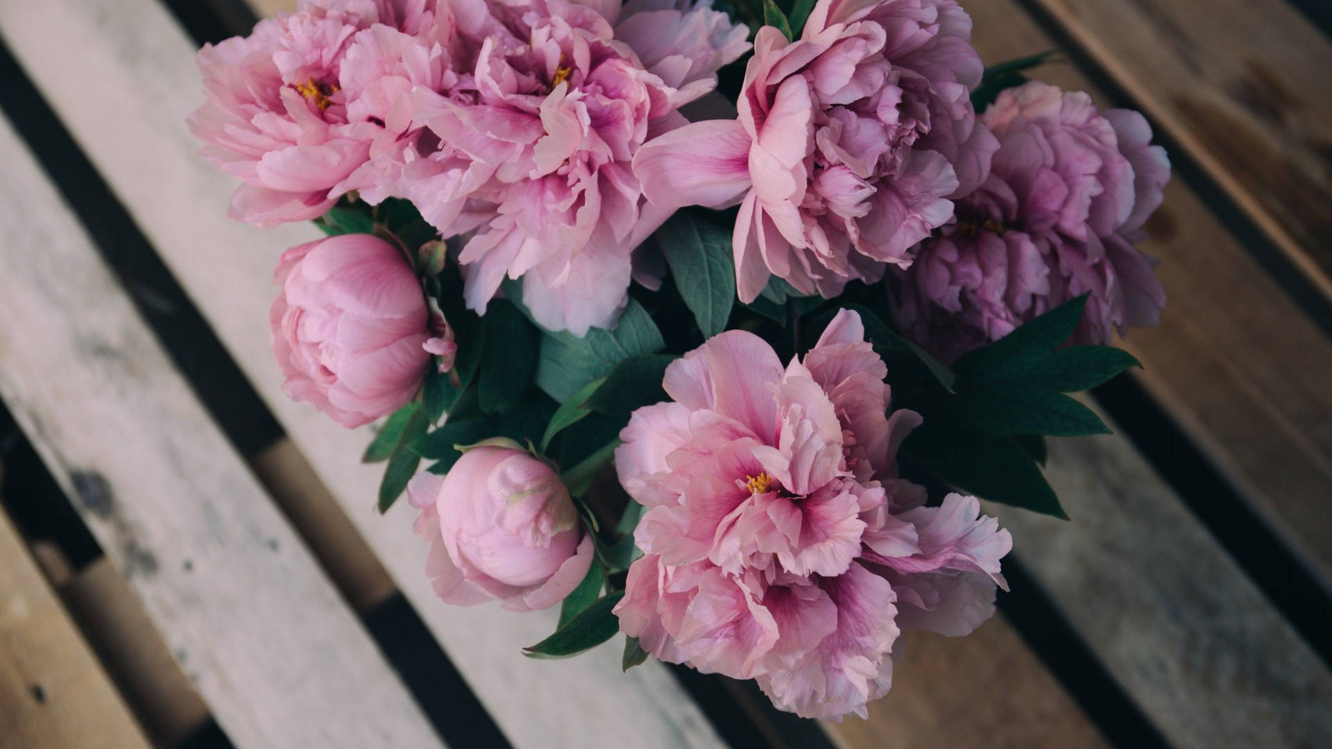 Blooming Peony Flowers On Wooden Surface Background