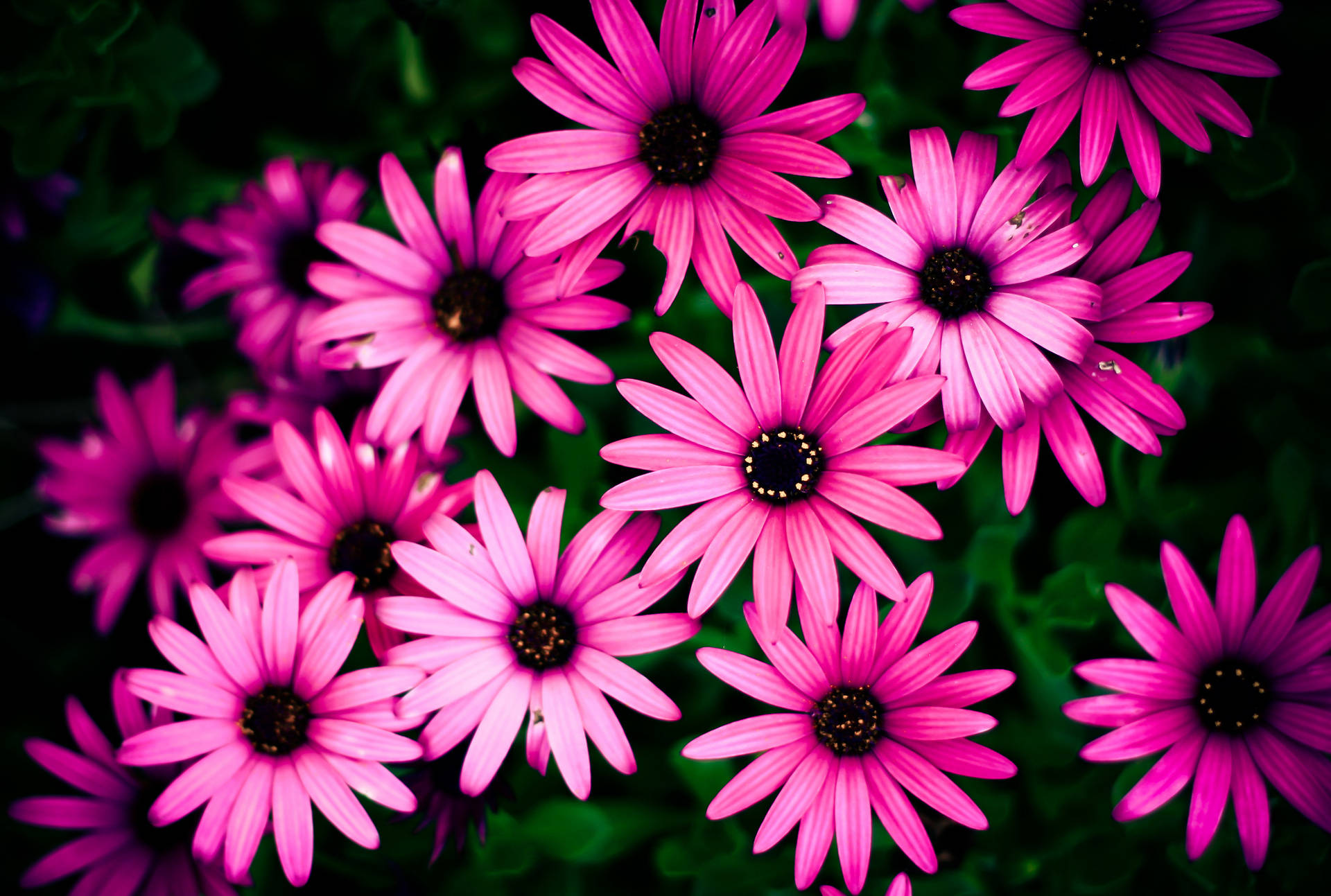 Blooming Pink African Daisy Flowers Background