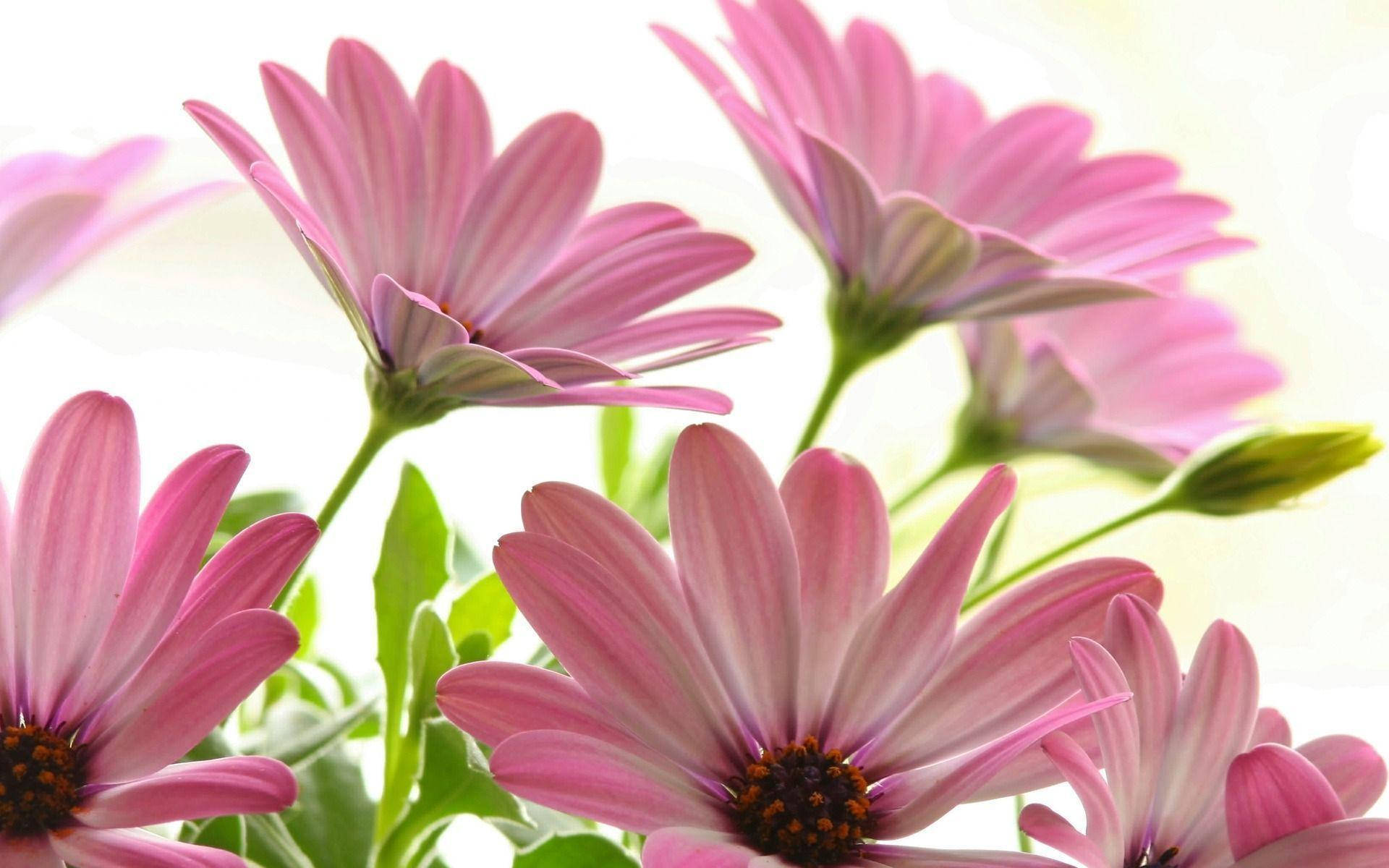 Blooming Pink Flower Embracing The Sunlight Background