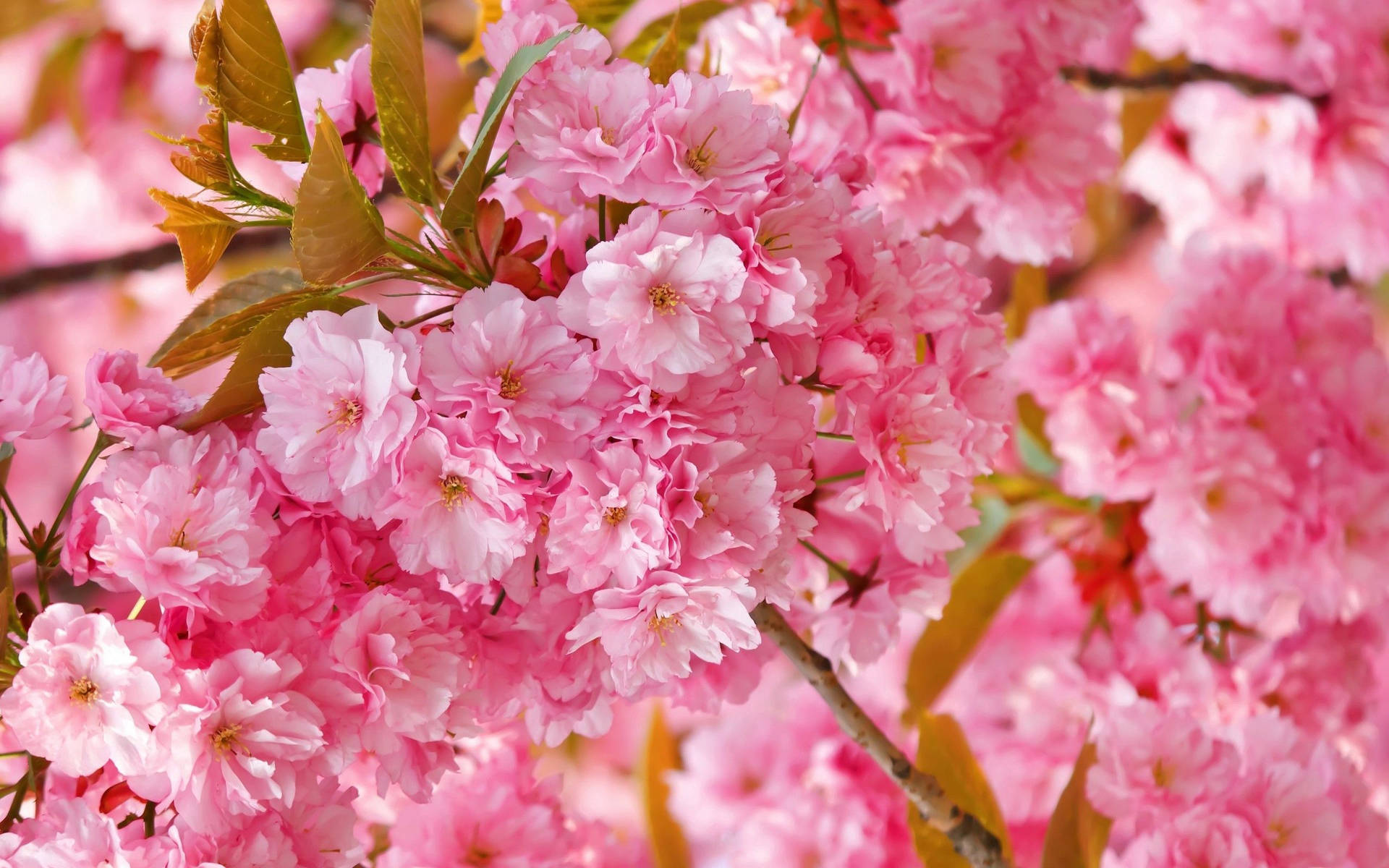 Blooming Pink Flower Background