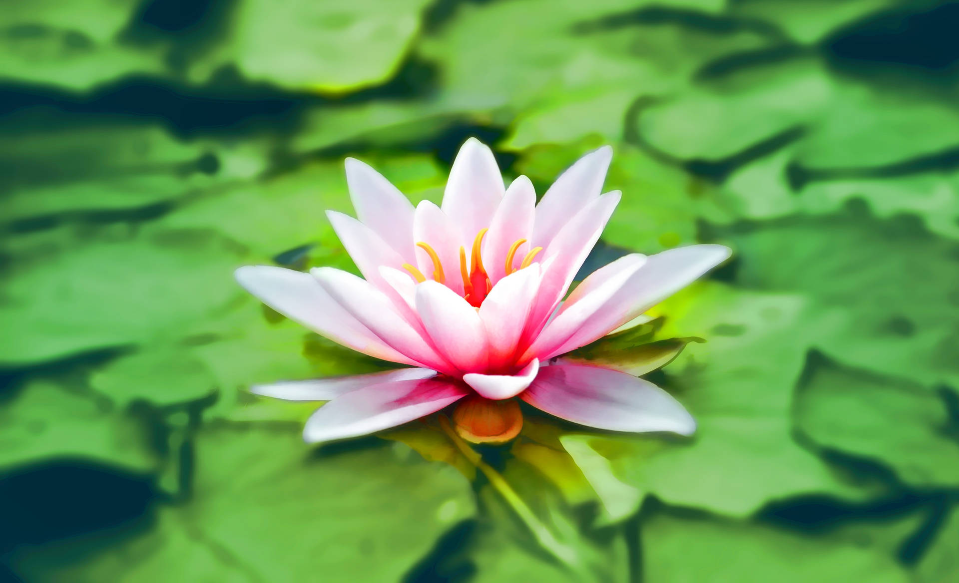 Blooming Pink Lotus Flower At Its Zenith Background