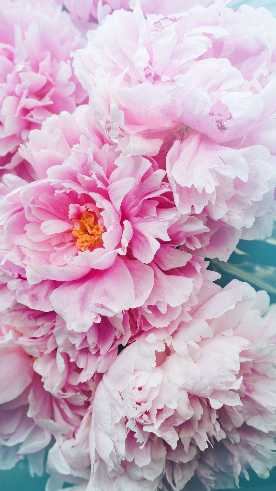 Blooming Pink Peony Flowers Background