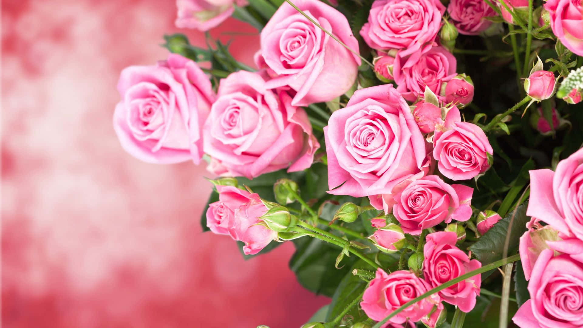 Blooming Pink Rose Bouquet Background