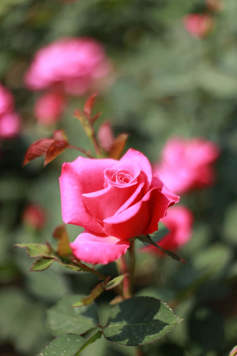 Blooming Pink Rose Garden Background