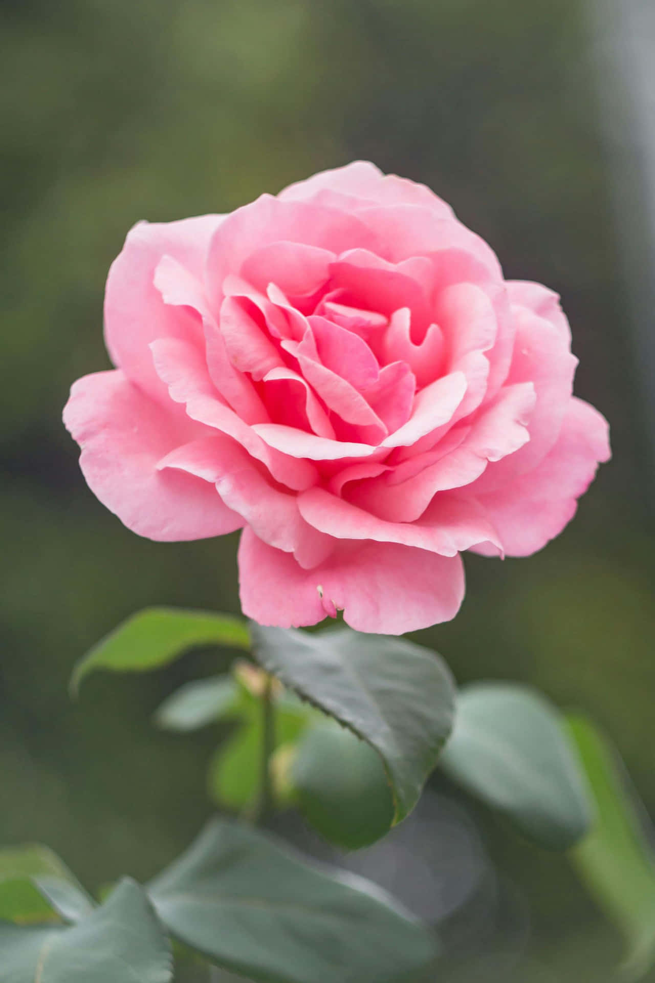 Blooming Pink Rose H D