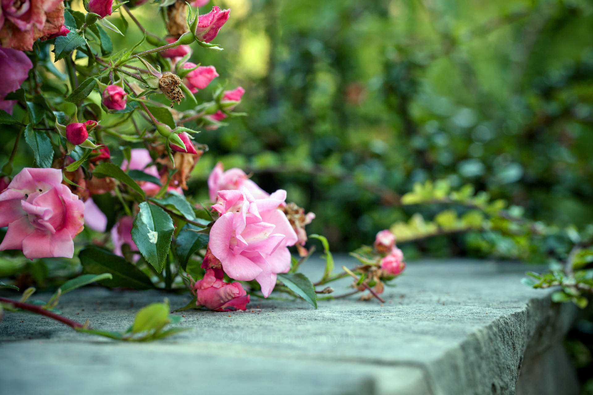 Blooming Pink Roses On Concrete Surface Background