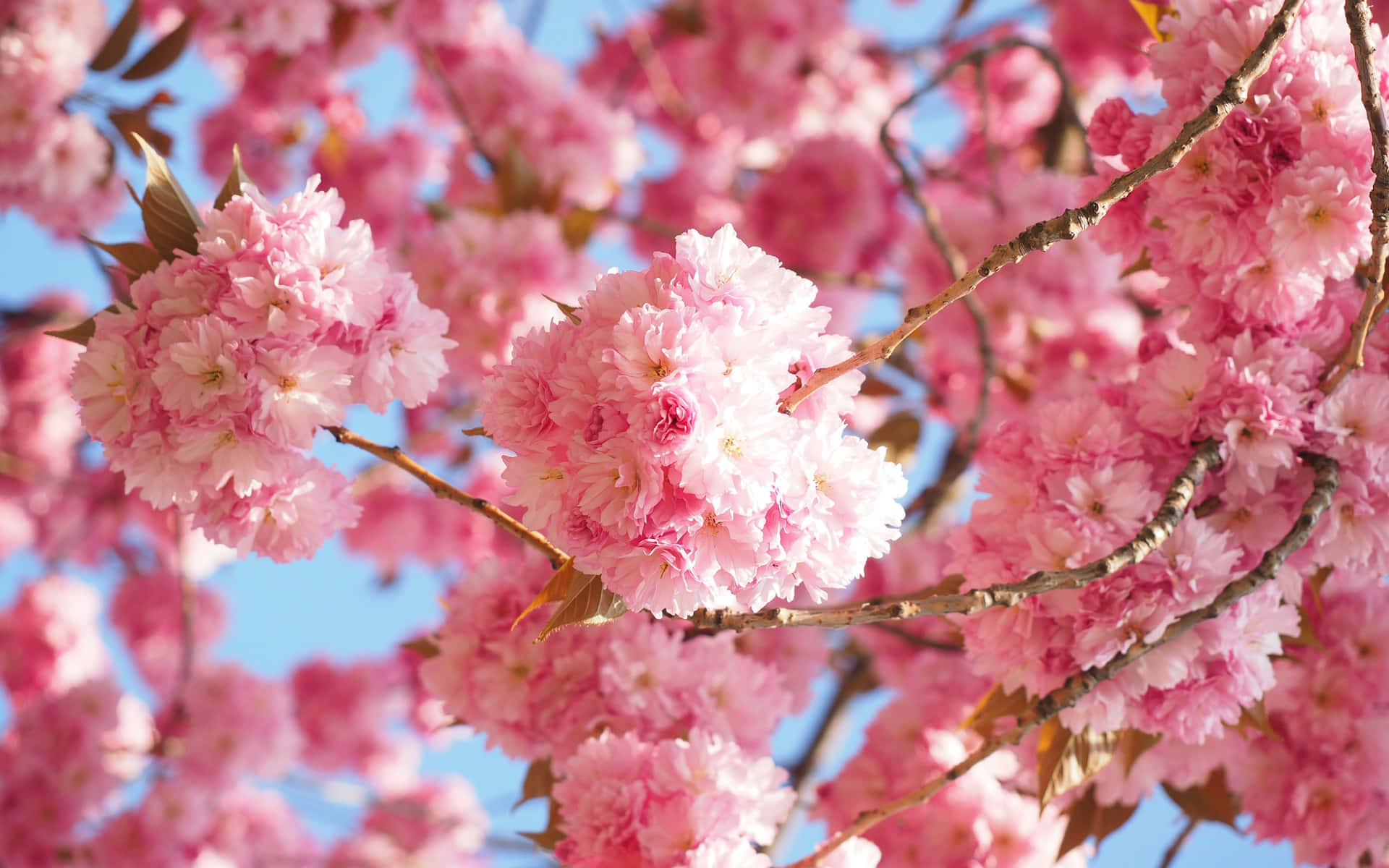 Blooming Pink Sakura Branches Background