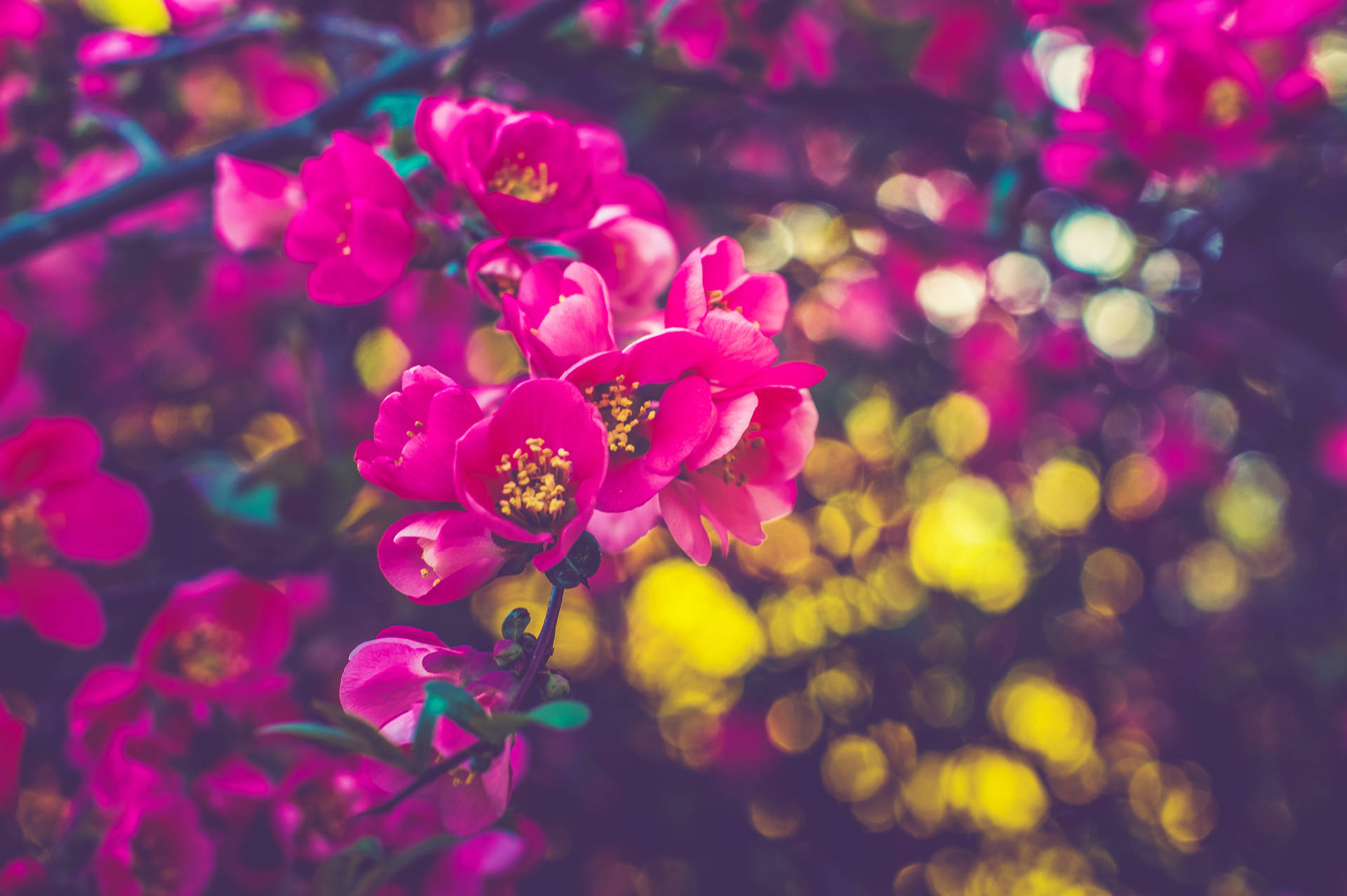 Blooming Pink Spring Flowers Background