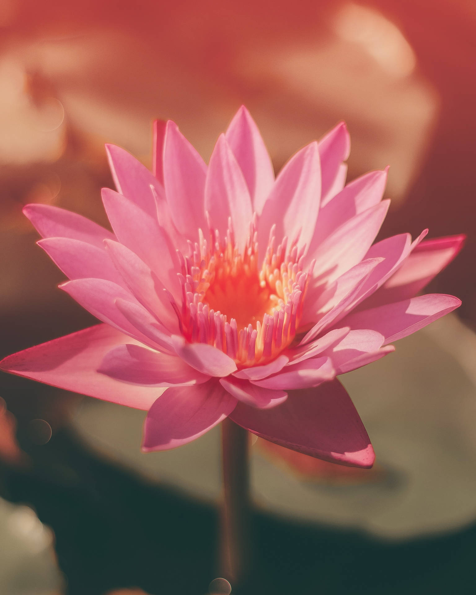 Blooming Pretty Pink Lotus Flower Background