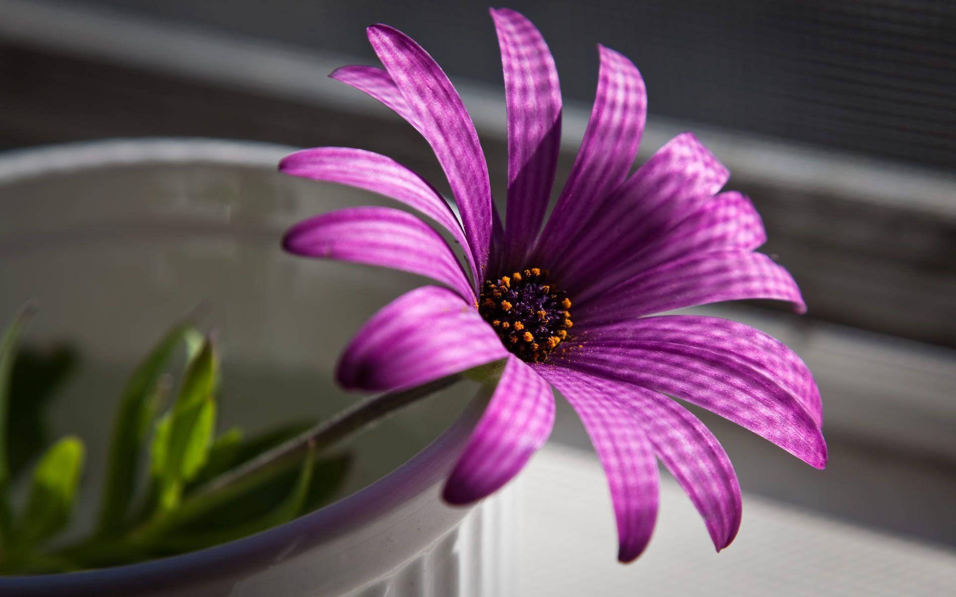 Blooming Purple Flower Laptop Background