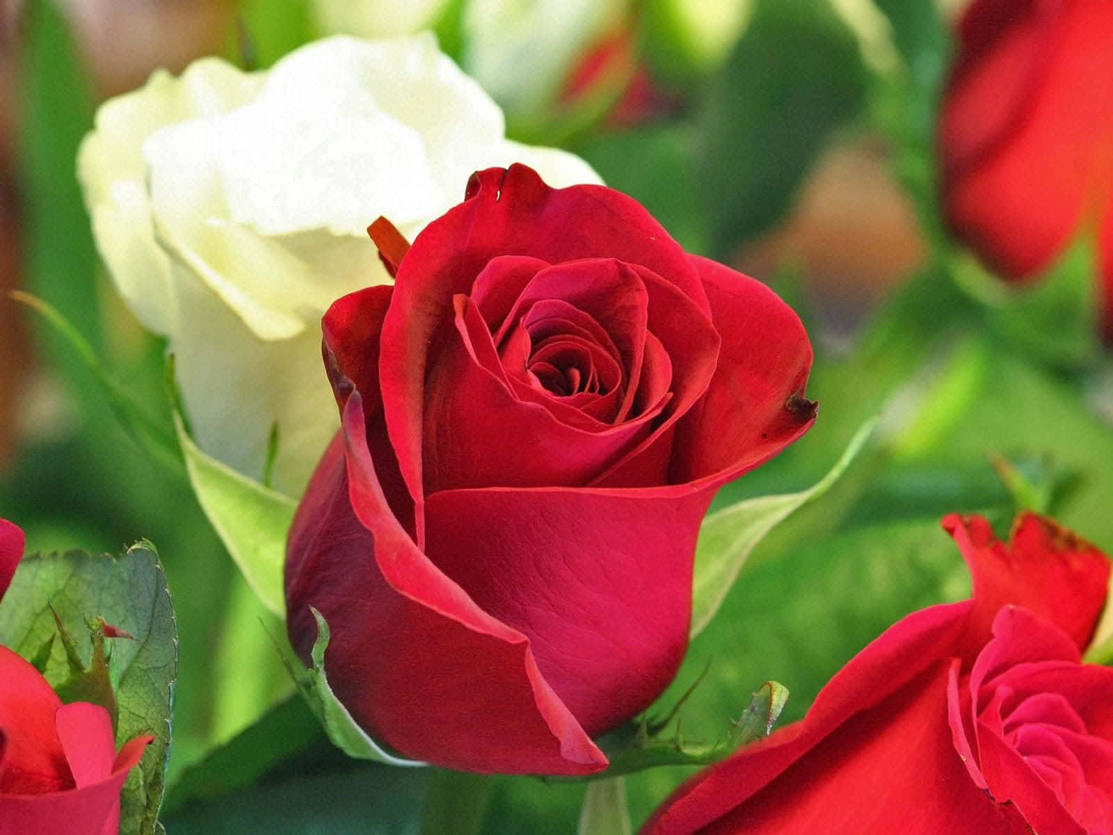 Blooming Red And White Roses Background