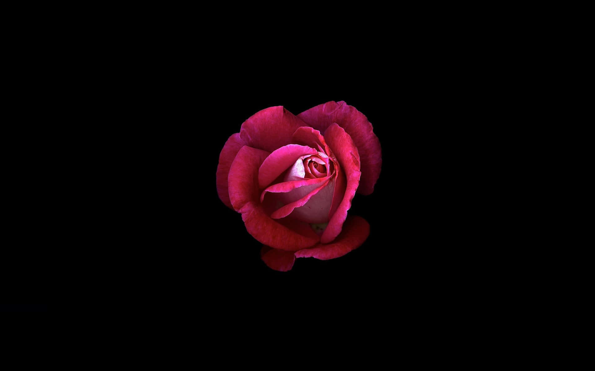 Blooming Red Roses Laptop Theme Background