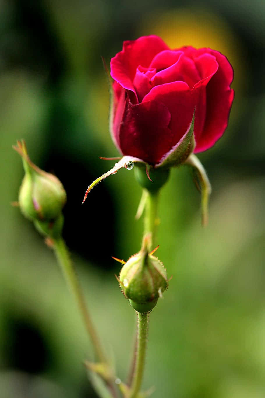 Blooming Red Rosewith Buds.jpg