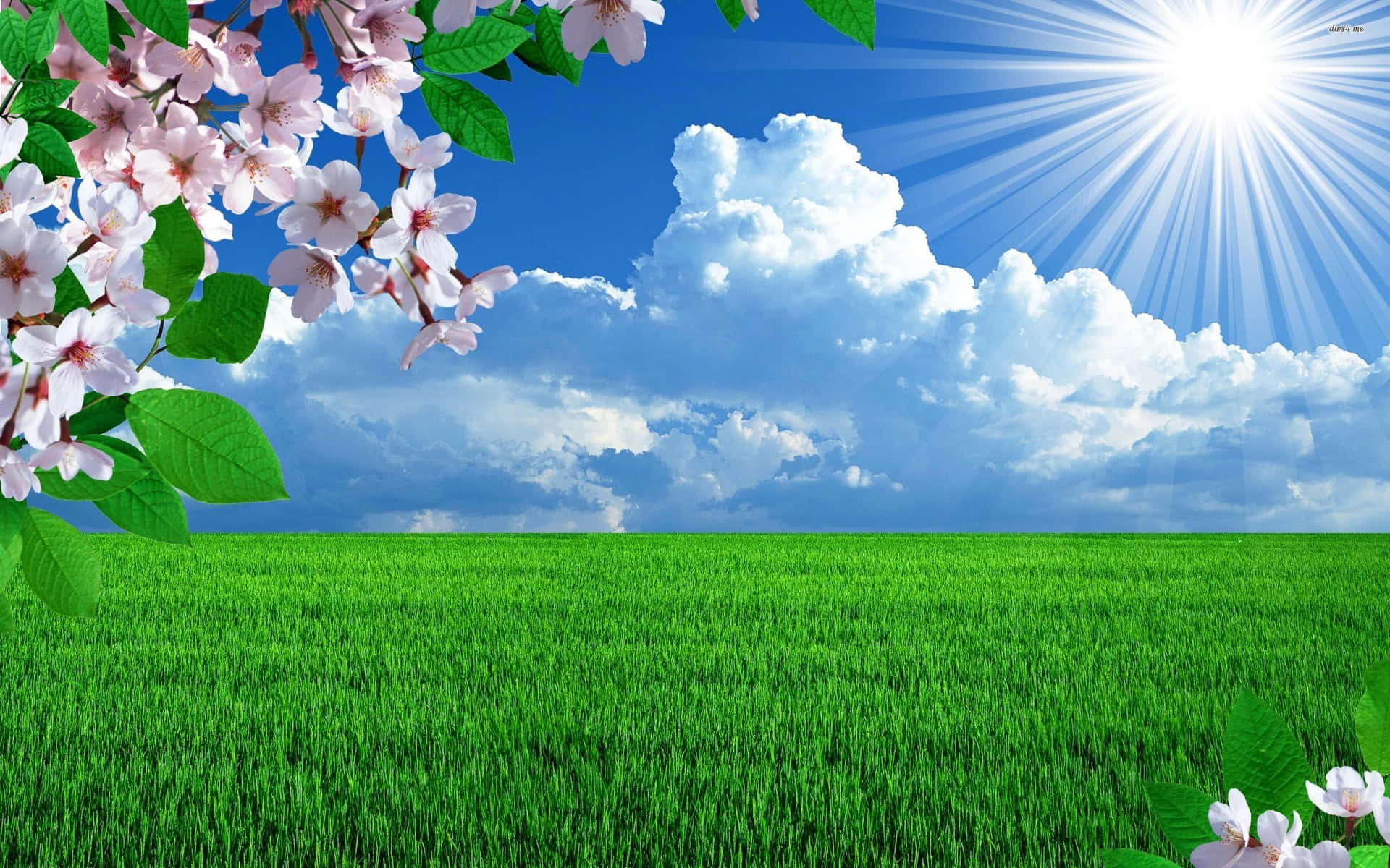 Blooming Rice Field Sunny Day Background