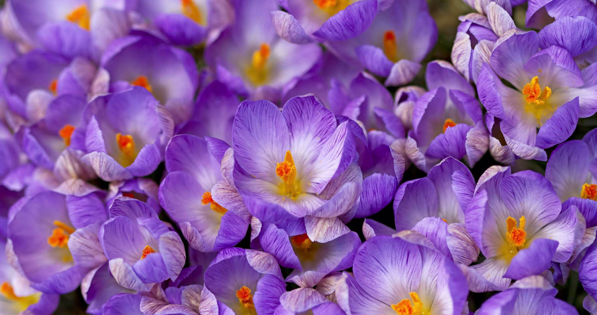 Blooming Saffron Crocus