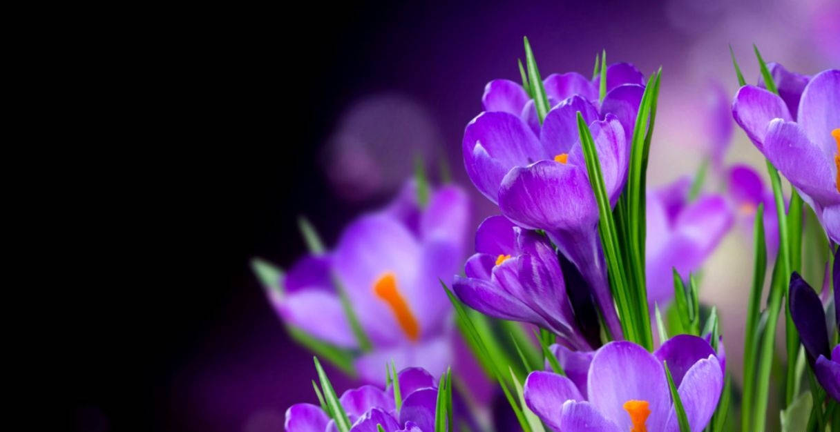 Blooming Saffron Crocus Flowers Background