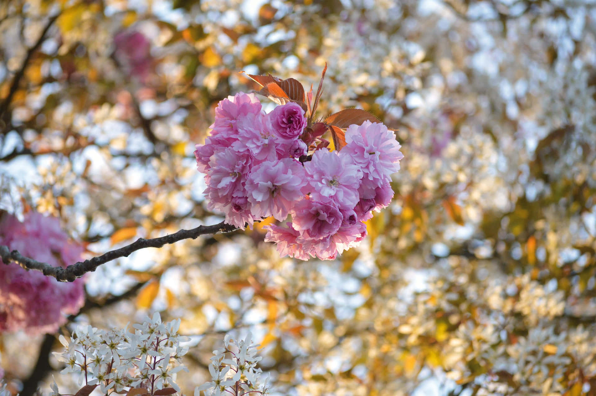 Blooming Sakura Branches.jpg Background