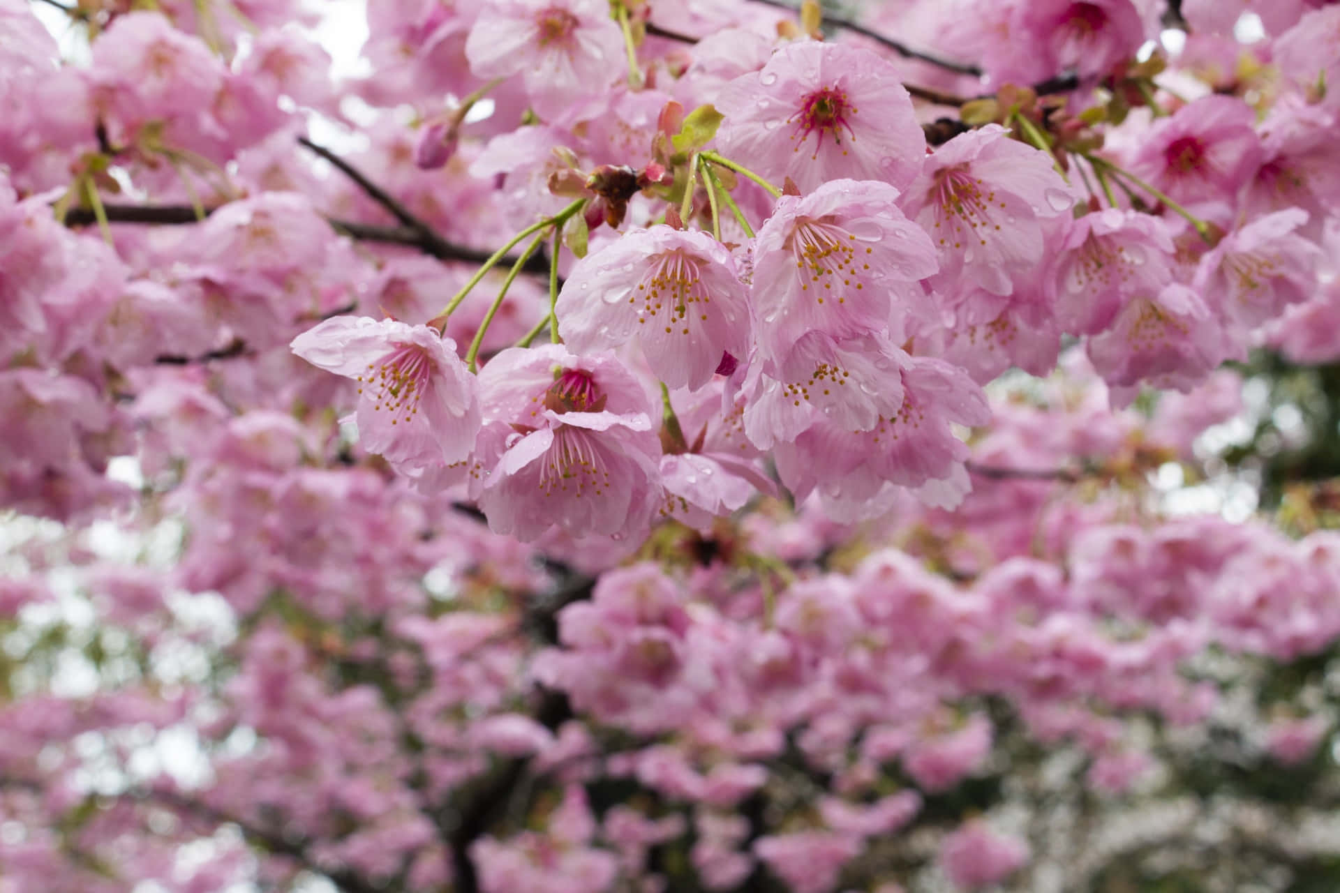 Blooming Sakura Branches.jpg Background