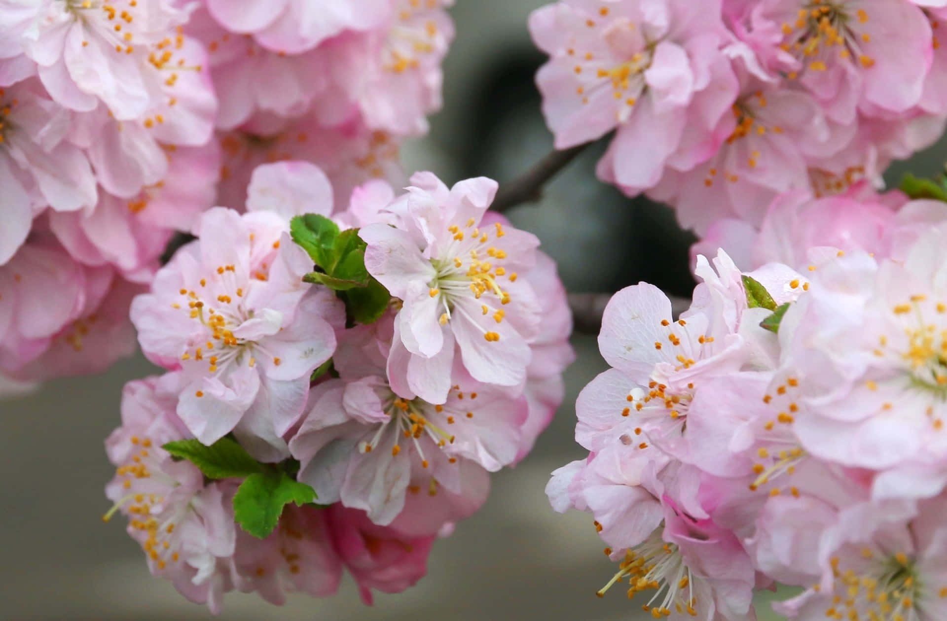 Blooming Sakura Branches.jpg