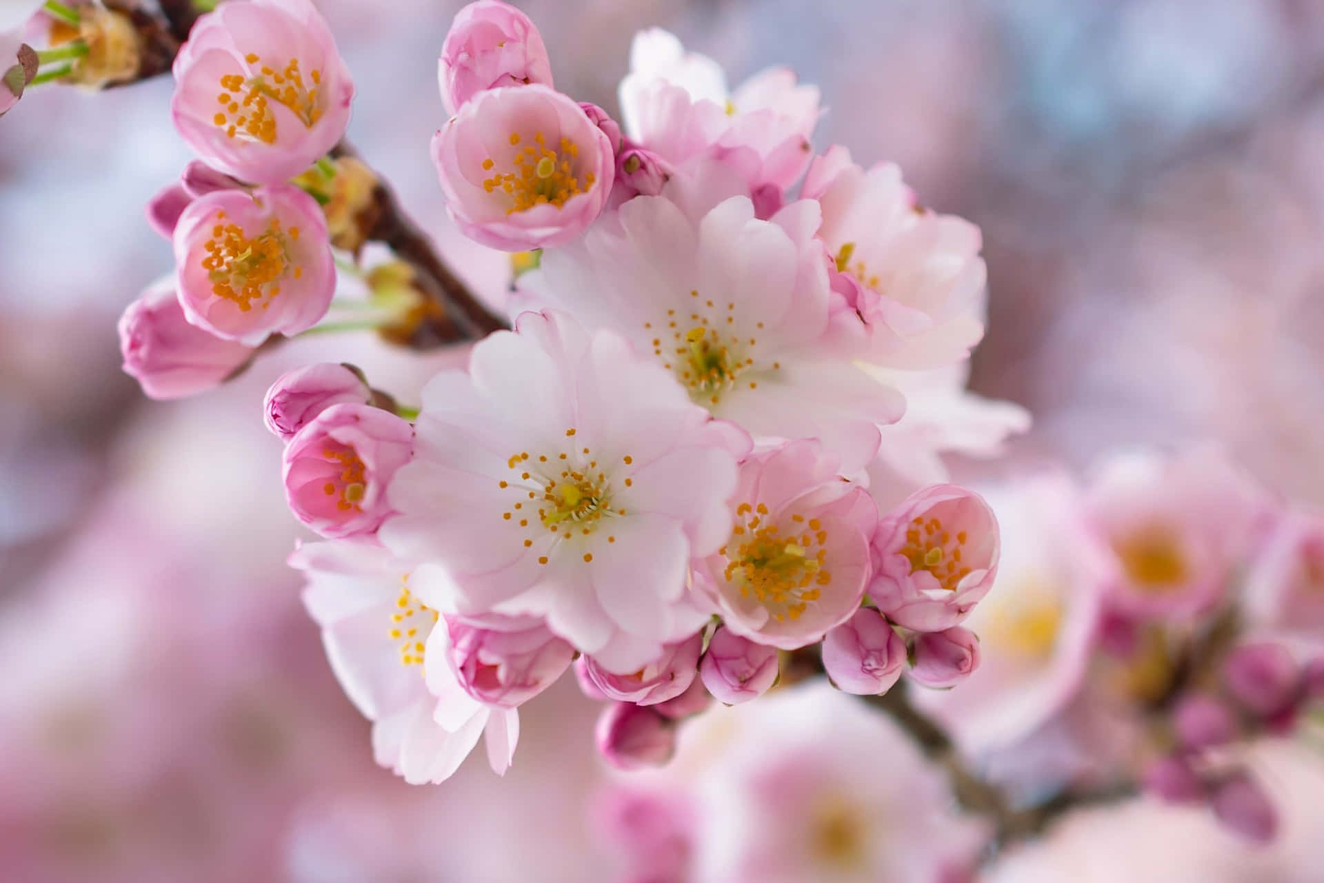 Blooming Sakura Branches Background