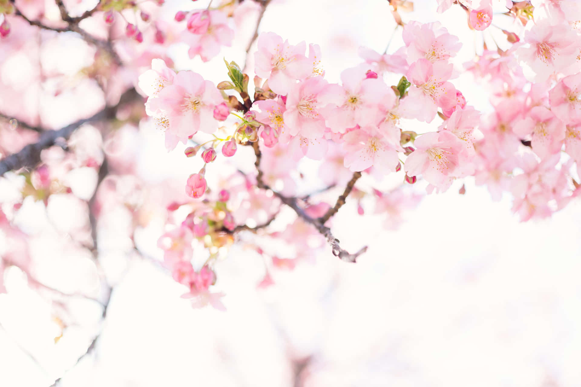 Blooming Sakura Branches Background