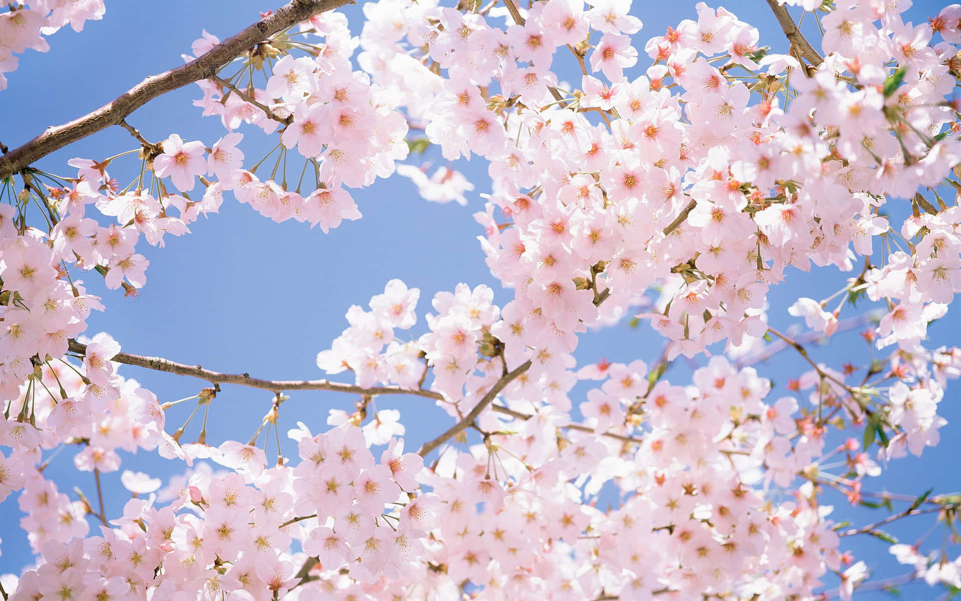 Blooming Sakura Branches Springtime Background